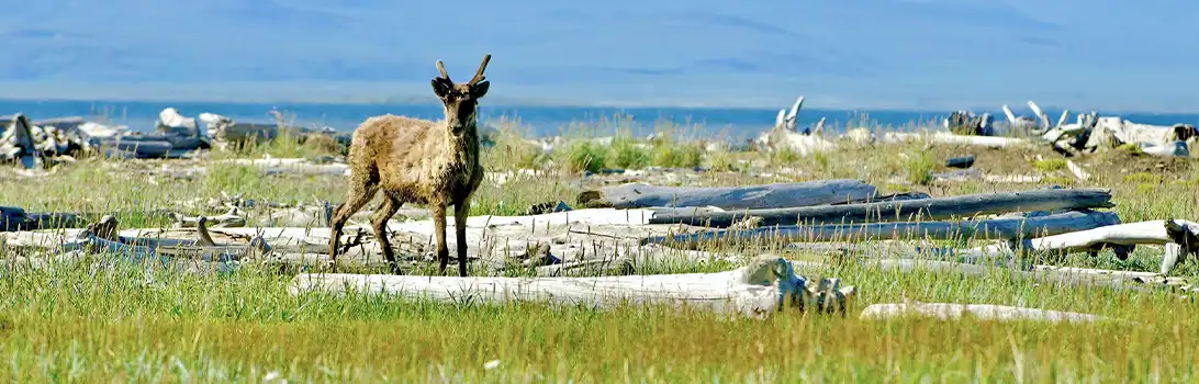 Herschel Island